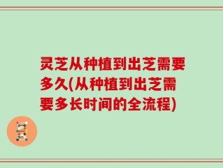 灵芝从种植到出芝需要多久(从种植到出芝需要多长时间的全流程)