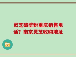 灵芝破壁粉重庆销售电话？南京灵芝收购地址