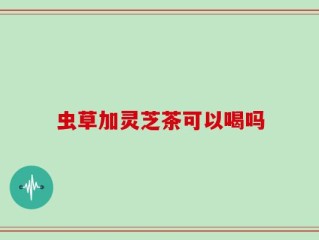 虫草加灵芝茶可以喝吗