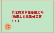 灵芝的生长在悬崖上吗(悬崖上也能生长灵芝？！)