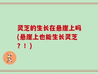 灵芝的生长在悬崖上吗(悬崖上也能生长灵芝？！)