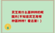 灵芝用什么菌种种的呢图片(不知道灵芝用哪种菌种种？看这里！)