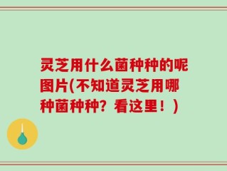 灵芝用什么菌种种的呢图片(不知道灵芝用哪种菌种种？看这里！)