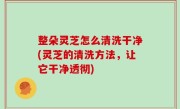 整朵灵芝怎么清洗干净(灵芝的清洗方法，让它干净透彻)