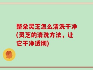 整朵灵芝怎么清洗干净(灵芝的清洗方法，让它干净透彻)