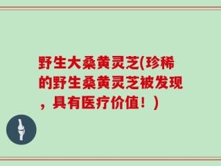 野生大桑黄灵芝(珍稀的野生桑黄灵芝被发现，具有医疗价值！)