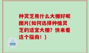 种灵芝用什么大棚好呢图片(如何选择种植灵芝的适宜大棚？快来看这个指南！)