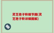 灵芝孢子粉细节图(灵芝孢子粉详细图解)
