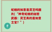 蛇精的如意是灵芝吗图片(“神奇蛇精的秘密武器：灵芝真的是如意之宝？”)