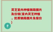 灵芝室内种植销路图片及价格(室内灵芝种植，优质销路图片及报价)