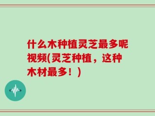 什么木种植灵芝最多呢视频(灵芝种植，这种木材最多！)