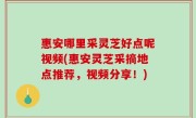 惠安哪里采灵芝好点呢视频(惠安灵芝采摘地点推荐，视频分享！)