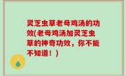 灵芝虫草老母鸡汤的功效(老母鸡汤加灵芝虫草的神奇功效，你不能不知道！)