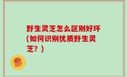 野生灵芝怎么区别好坏(如何识别优质野生灵芝？)