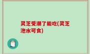 灵芝受潮了能吃(灵芝泡水可食)