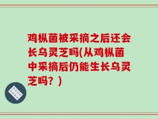 鸡枞菌被采摘之后还会长乌灵芝吗(从鸡枞菌中采摘后仍能生长乌灵芝吗？)
