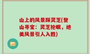 山上的风景踩灵芝(登山寻宝：灵芝抢眼，绝美风景引人入胜)