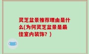 灵芝盆景推荐理由是什么(为何灵芝盆景是最佳室内装饰？)