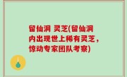 留仙洞 灵芝(留仙洞内出现世上稀有灵芝，惊动专家团队考察)