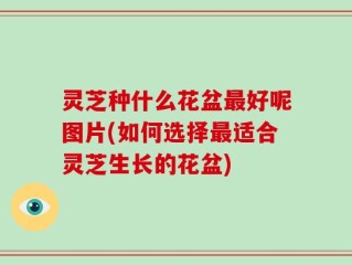 灵芝种什么花盆最好呢图片(如何选择最适合灵芝生长的花盆)