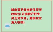 越南灵芝云南野生灵芝收购价(云南特产野生灵芝受欢迎，越南企业涌入收购)