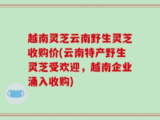 越南灵芝云南野生灵芝收购价(云南特产野生灵芝受欢迎，越南企业涌入收购)