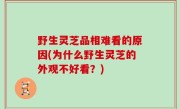 野生灵芝品相难看的原因(为什么野生灵芝的外观不好看？)