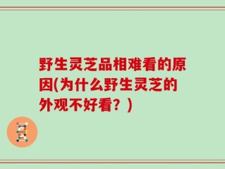 野生灵芝品相难看的原因(为什么野生灵芝的外观不好看？)