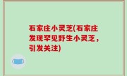 石家庄小灵芝(石家庄发现罕见野生小灵芝，引发关注)