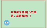 八方灵芝盆景(八方灵芝，盆景大观！)