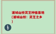 浦城山桥灵芝种植基地(浦城山桥：灵芝之乡)