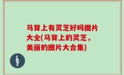 马背上有灵芝好吗图片大全(马背上的灵芝，美丽的图片大合集)