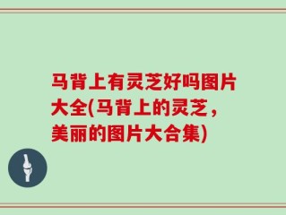 马背上有灵芝好吗图片大全(马背上的灵芝，美丽的图片大合集)