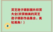 灵芝孢子摄影图片欣赏大全(欣赏精美的灵芝孢子摄影作品集合，美轮美奂！)