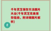 千年灵芝保存方法图片大全(千年灵芝完美保存指南，附详细图片解析)