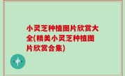 小灵芝种植图片欣赏大全(精美小灵芝种植图片欣赏合集)