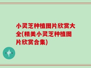 小灵芝种植图片欣赏大全(精美小灵芝种植图片欣赏合集)