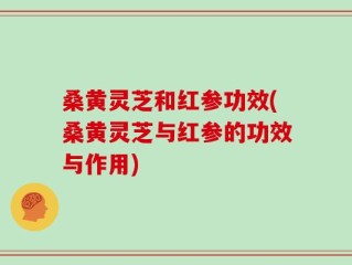 桑黄灵芝和红参功效(桑黄灵芝与红参的功效与作用)