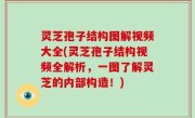 灵芝孢子结构图解视频大全(灵芝孢子结构视频全解析，一图了解灵芝的内部构造！)