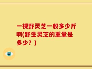 一棵野灵芝一般多少斤啊(野生灵芝的重量是多少？)