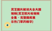 灵芝图片解说大全大图视频(灵芝照片和视频全集 - 完整图库展示热门草药精华)