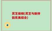 灵芝接嫁(灵芝与新伴侣完美结合)