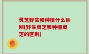 灵芝野生和种植什么区别(野生灵芝和种植灵芝的区别)