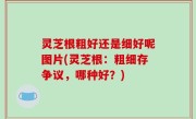 灵芝根粗好还是细好呢图片(灵芝根：粗细存争议，哪种好？)