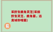 采野生鹿角灵芝(采摘野生灵芝、鹿角菌，远离城市喧嚣)