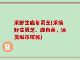 采野生鹿角灵芝(采摘野生灵芝、鹿角菌，远离城市喧嚣)
