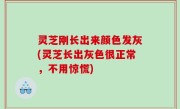 灵芝刚长出来颜色发灰(灵芝长出灰色很正常，不用惊慌)
