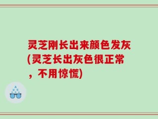 灵芝刚长出来颜色发灰(灵芝长出灰色很正常，不用惊慌)