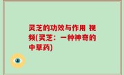 灵芝的功效与作用 视频(灵芝：一种神奇的中草药)
