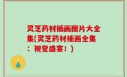 灵芝药材插画图片大全集(灵芝药材插画全集：视觉盛宴！)